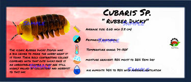 Cubaris Sp. Rubber Ducky Isopod Bin Label
